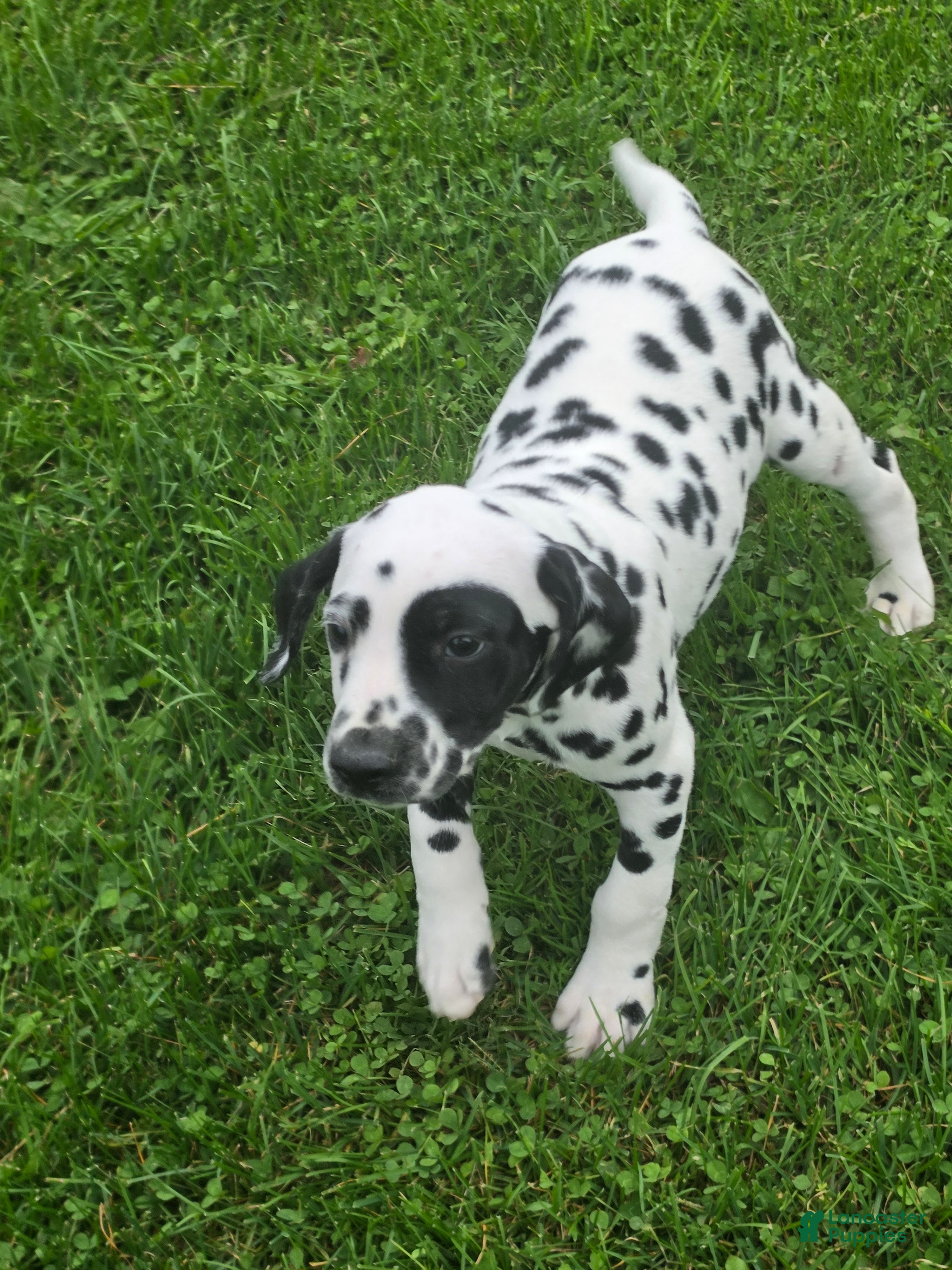 Dalmatian