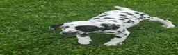 Dalmatian dogs for sale: Dalmatian Male 1 - Ad 1