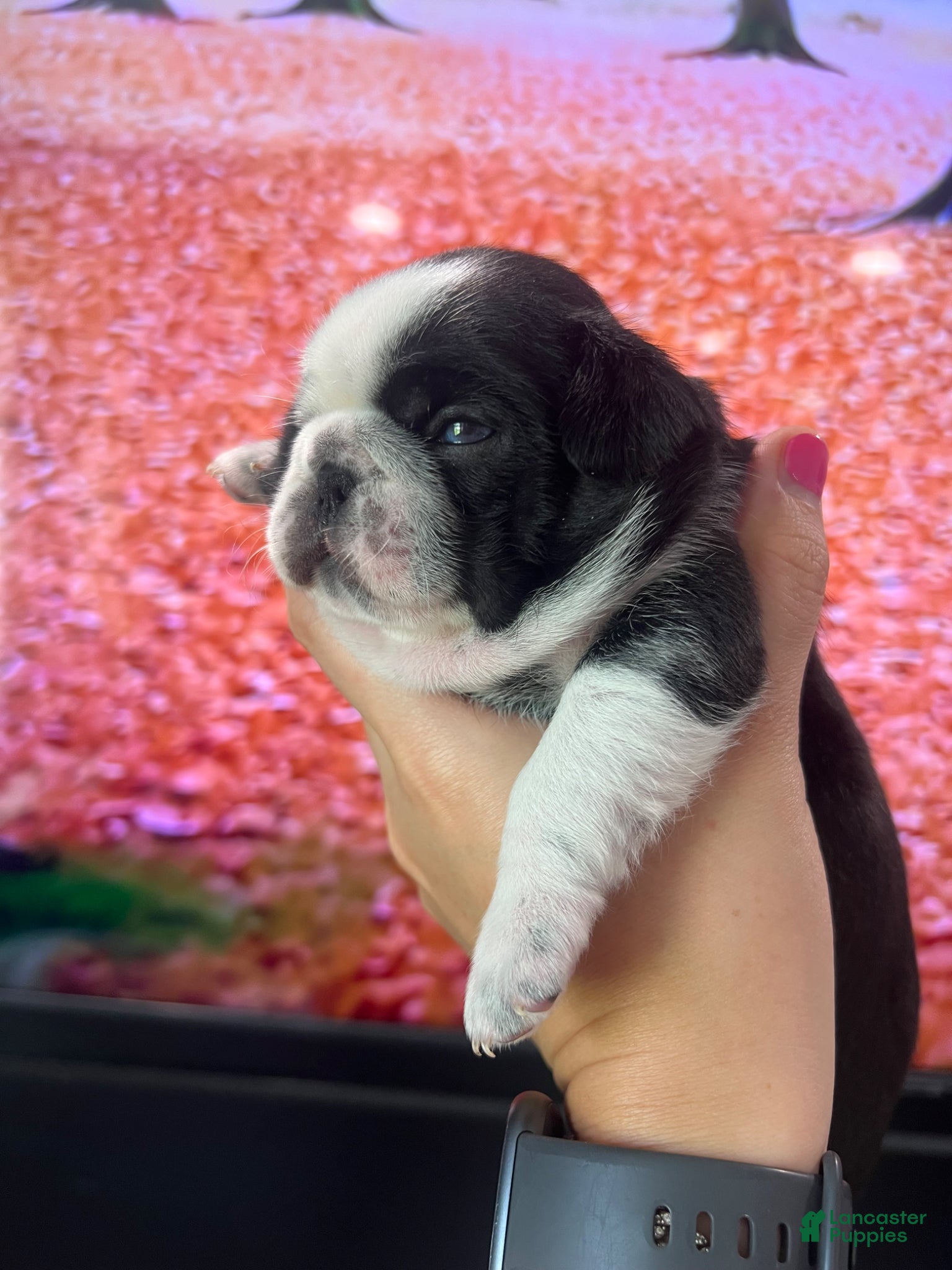 Pug dogs Ty - Ad 1