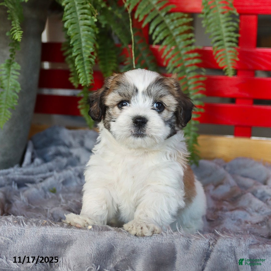 Teddy Bear dogs for sale: Tori - Ad 1