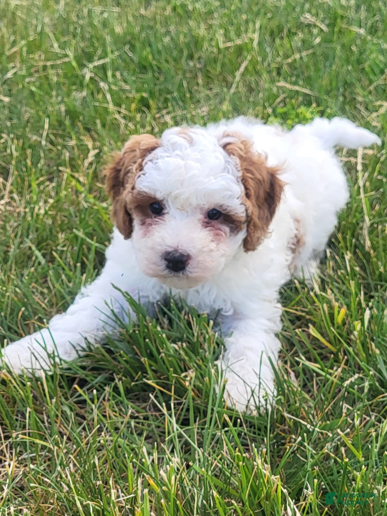 Goldendoodle dogs Cassandra  - Ad 2