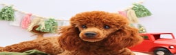 Miniature Poodle dogs for sale: Marshall - Ad 11