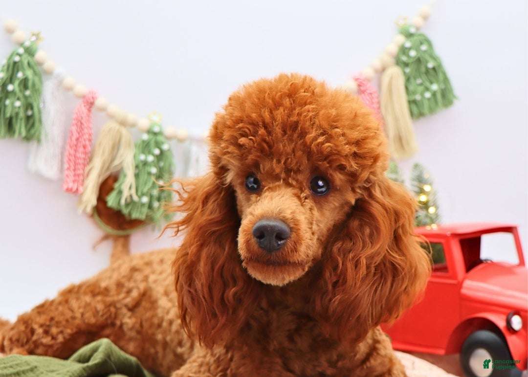 Miniature Poodle dogs for sale: Marshall - Ad 11