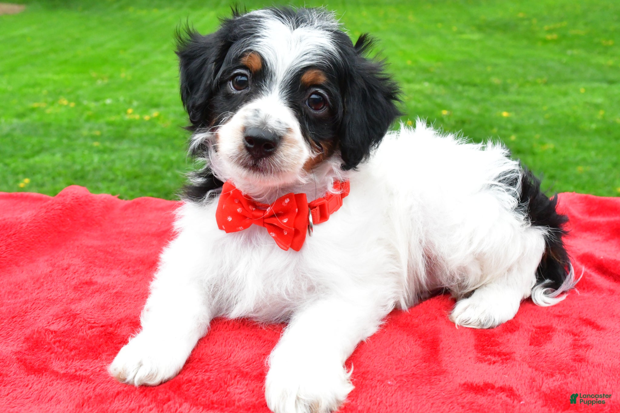 Mini Aussiedoodle dogs Max - Ad 2