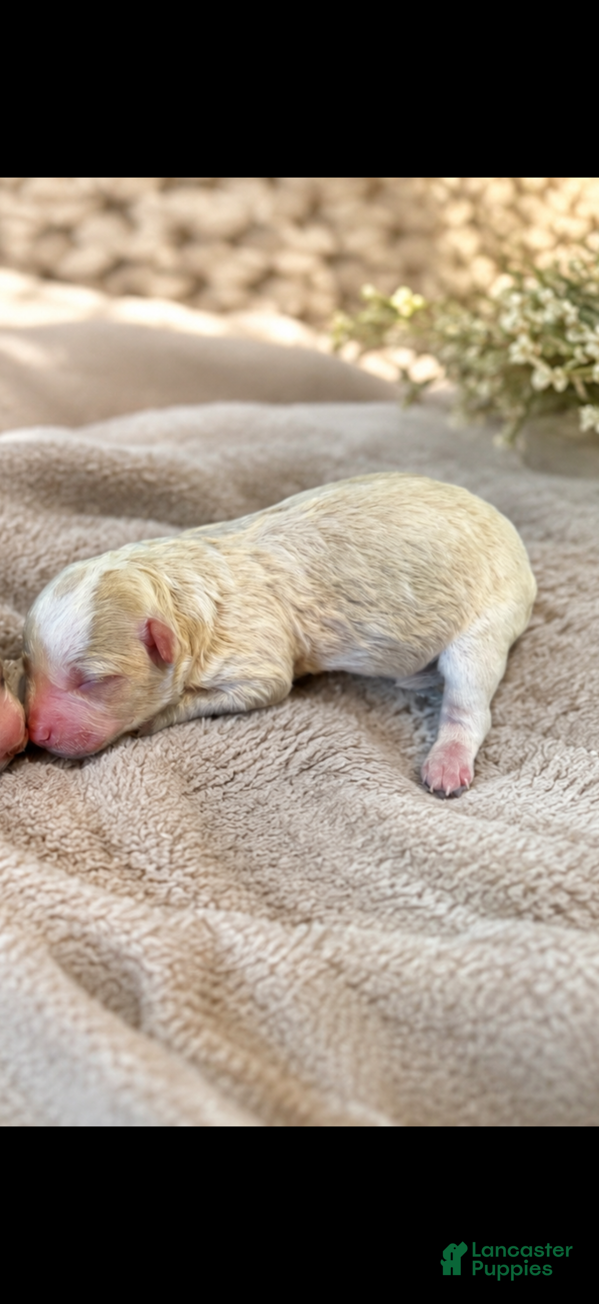 Mixed Breed dogs Male 1 - Ad 2