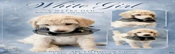 Standard Poodle dogs for sale: White Girl - Ad 1