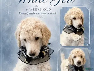Standard Poodle dogs White Girl - Ad 13