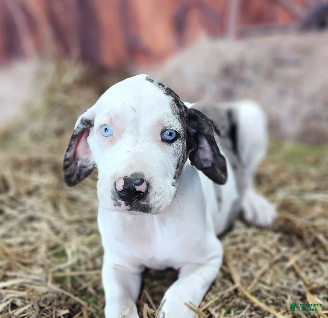 Catahoula Leopard Dog dogs for sale: Angel 2025 Female 1 - Ad 6