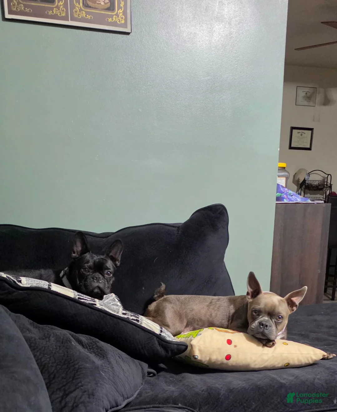 Frenchton dogs for sale: Thunder - Ad 2