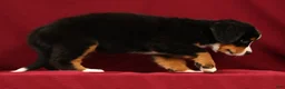 Bernese Mountain Dog dogs for sale: Chloe - Ad 5