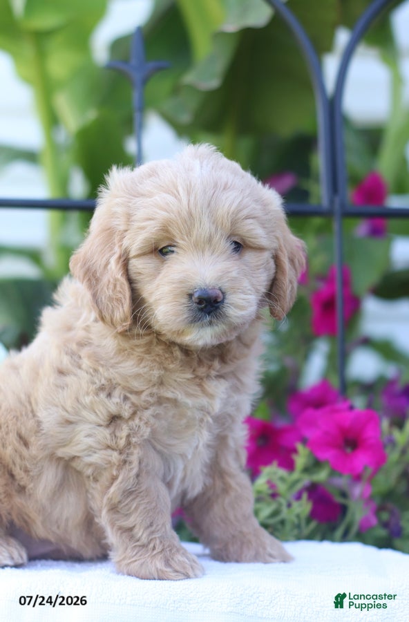 Mini Goldendoodle dogs Jessica - Ad 2