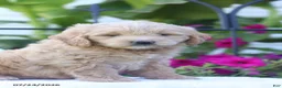 Mini Goldendoodle dogs for sale: Jessica - Ad 2