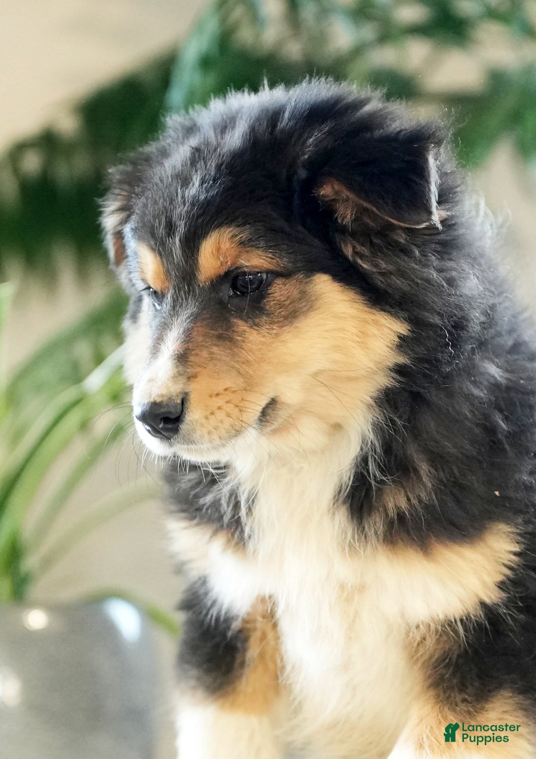 Australian Shepherd dogs for sale: Sarge - Ad 6