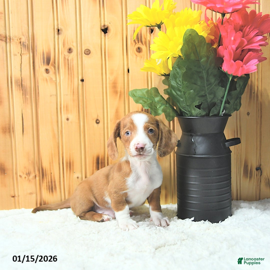 Miniature Dachshund dogs for sale: Maverick - Ad 2