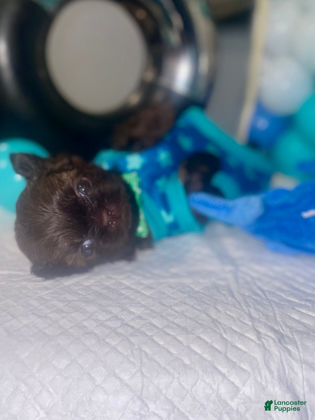 Shih Tzu dogs for sale: Shih Tzu Puppy 4 - Ad 2