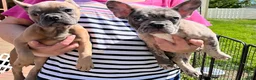 French Bulldog dogs for sale: French Bulldog Puppy 7 - Ad 8