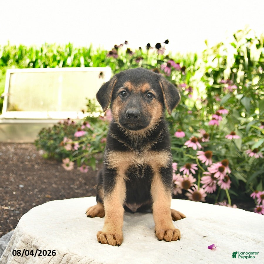 German Shepherd dogs Leo  - Ad 1