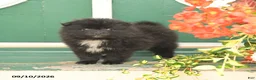 Pomeranian dogs for sale: Midnight - Ad 4