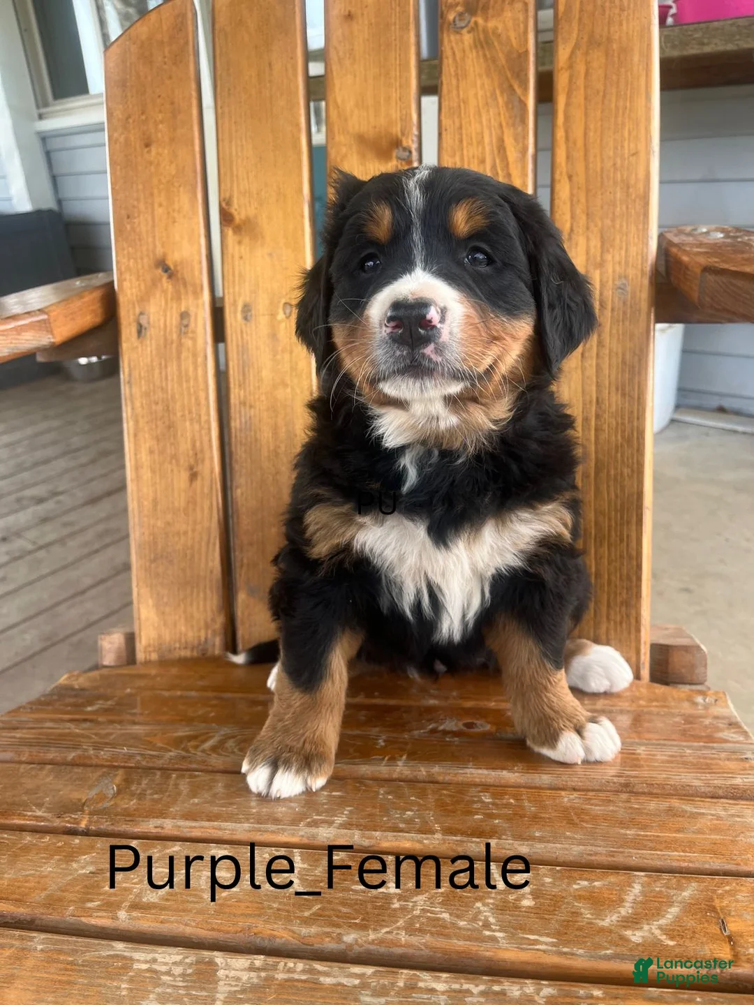 Bernese Mountain Dog dogs for sale: Purple  - Ad 1