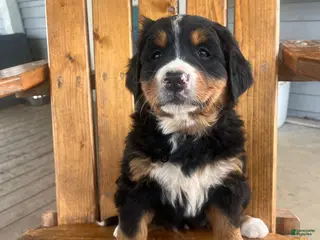 Bernese Mountain Dog dogs Purple - Ad 36