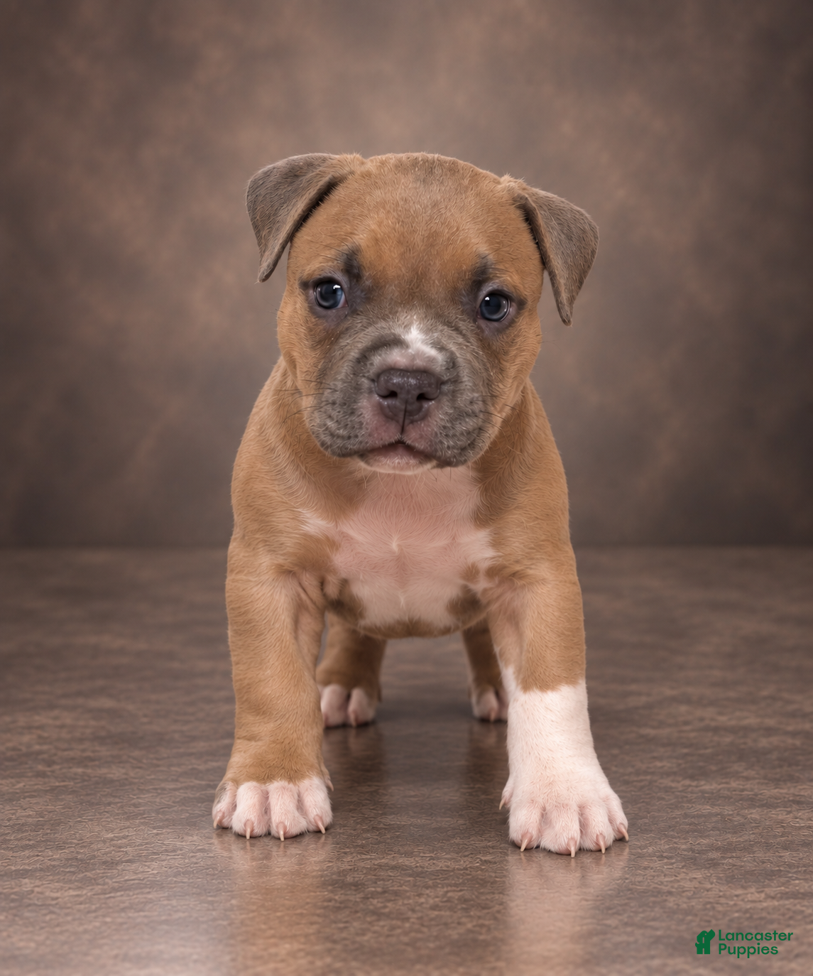 American Bully dogs Jazmin  - Ad 1
