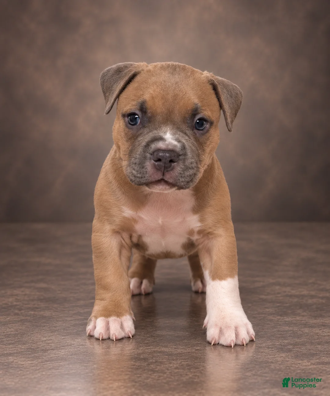 American Bully dogs for sale: Jazmin  - Ad 1