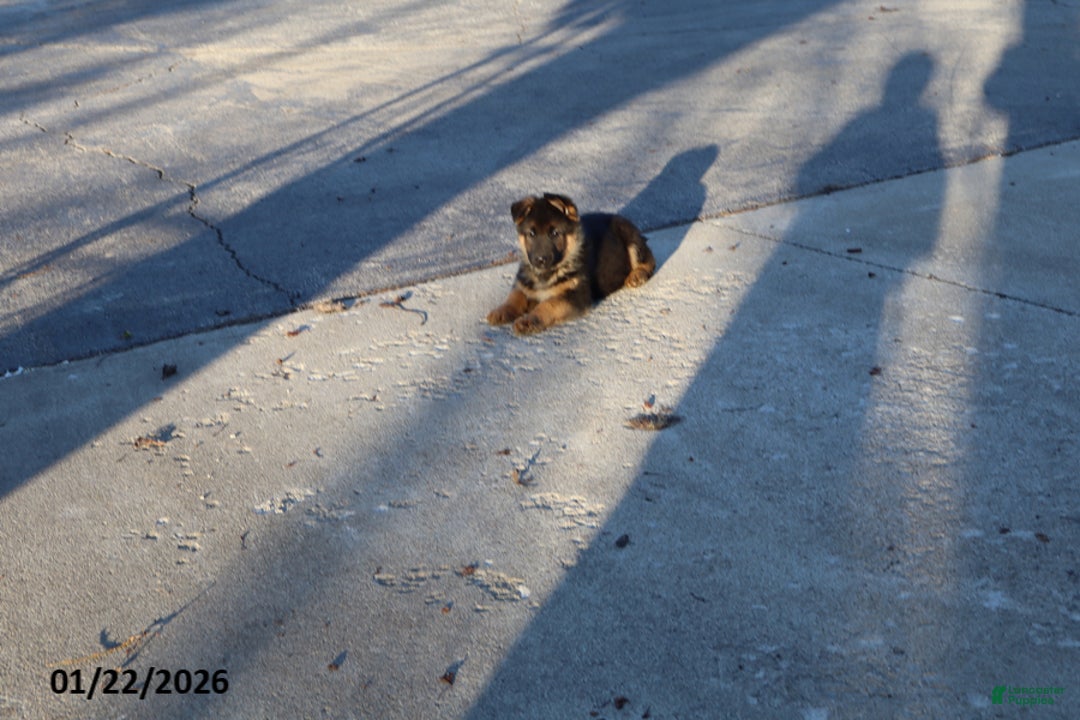 German Shepherd dogs for sale: Rocket - Ad 3