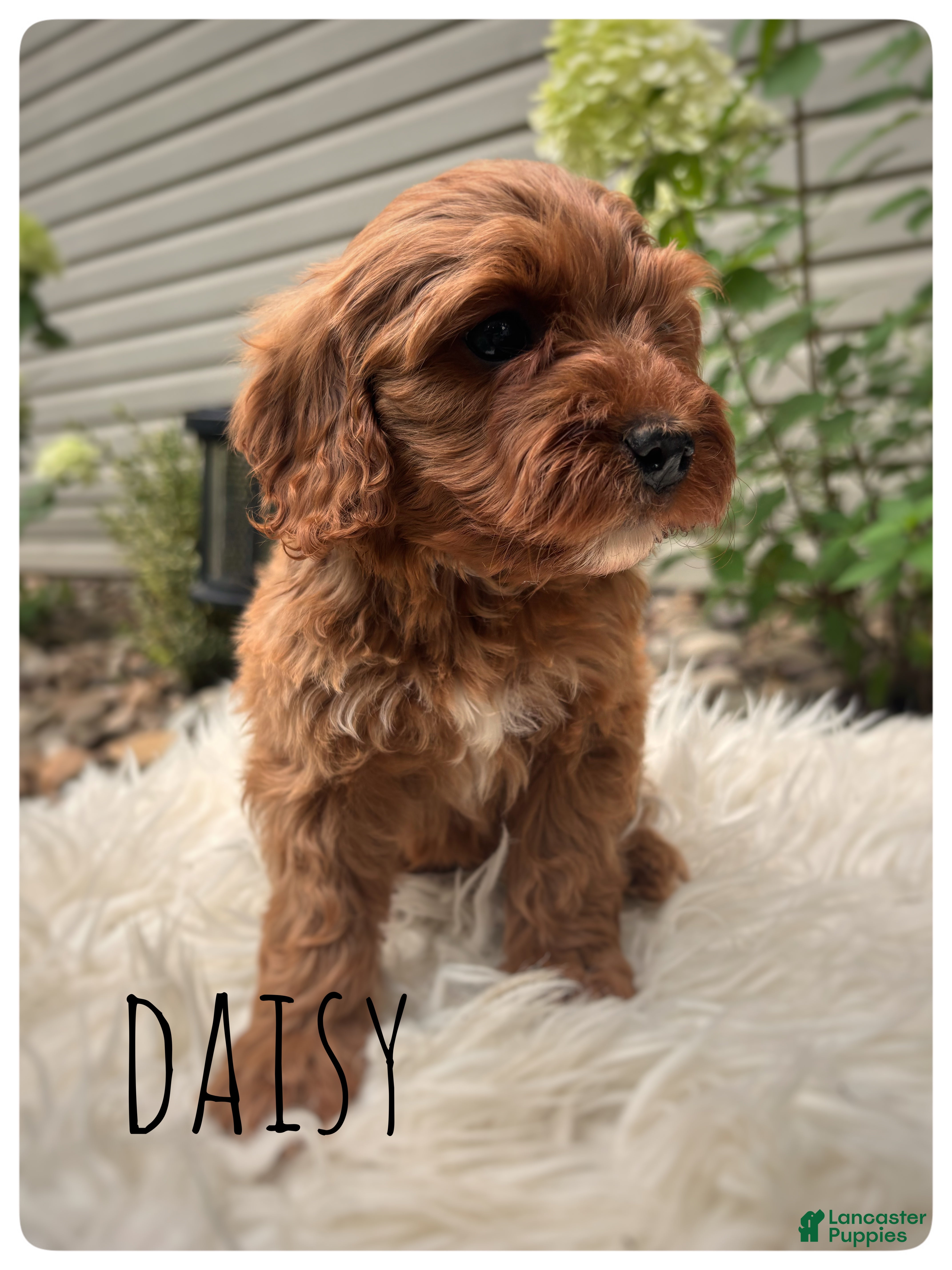 Cavapoo dogs Daisy - Ad 2