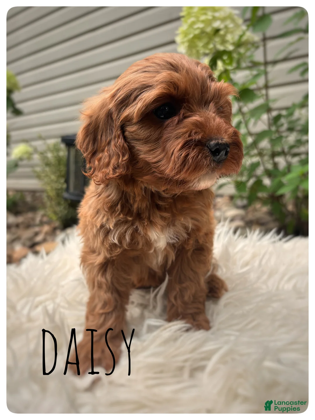 Cavapoo dogs for sale: Daisy - Ad 2