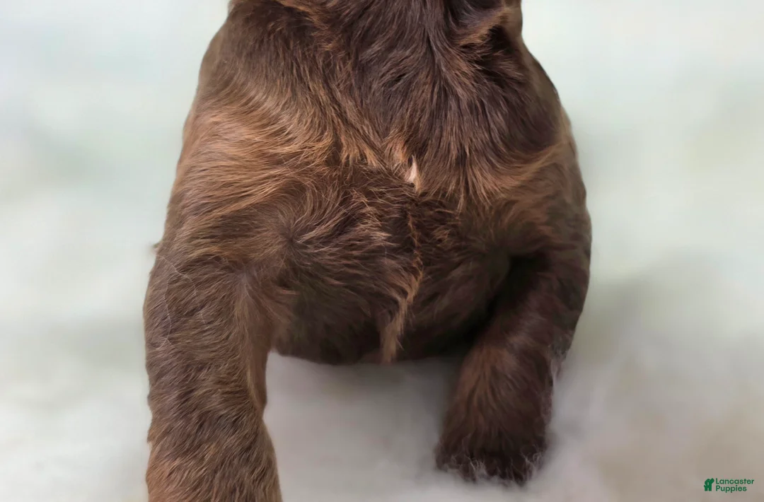 Cockapoo dogs for sale: Lyra - Ad 5