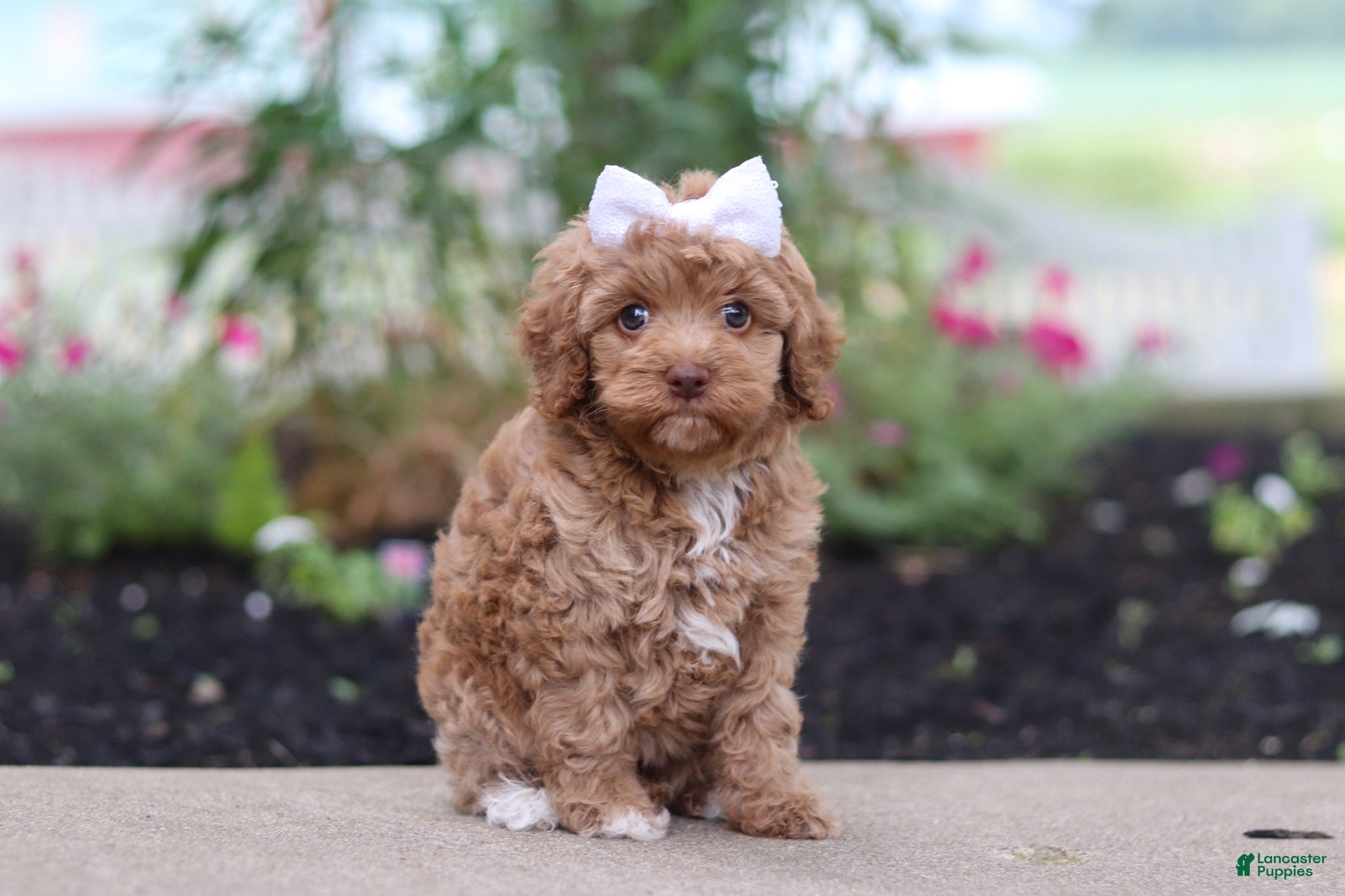 Cockapoo dogs Bella - Ad 1