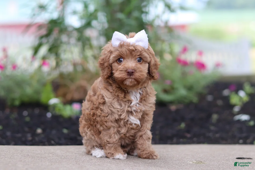 Cockapoo dogs for sale: Bella - Ad 1