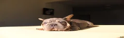 French Bulldog dogs for sale: Lazarus - Ad 20