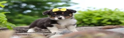 Welsh Corgi Pembroke dogs for sale: Nala - Ad 1