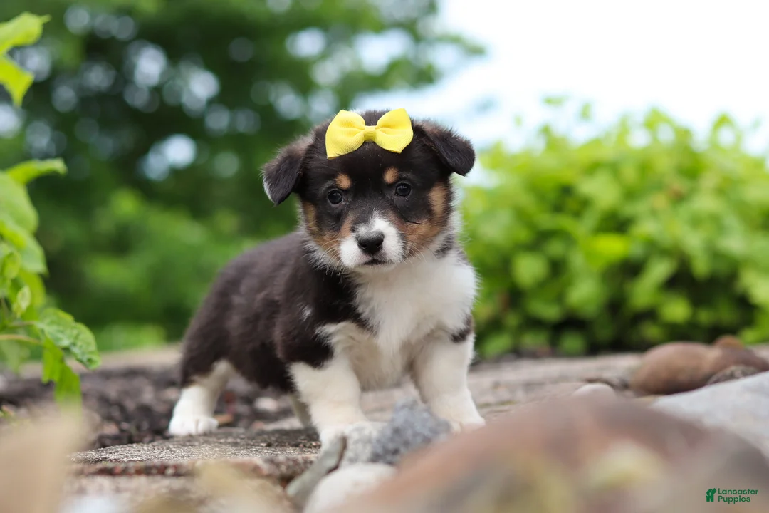 Welsh Corgi Pembroke dogs for sale: Nala - Ad 1