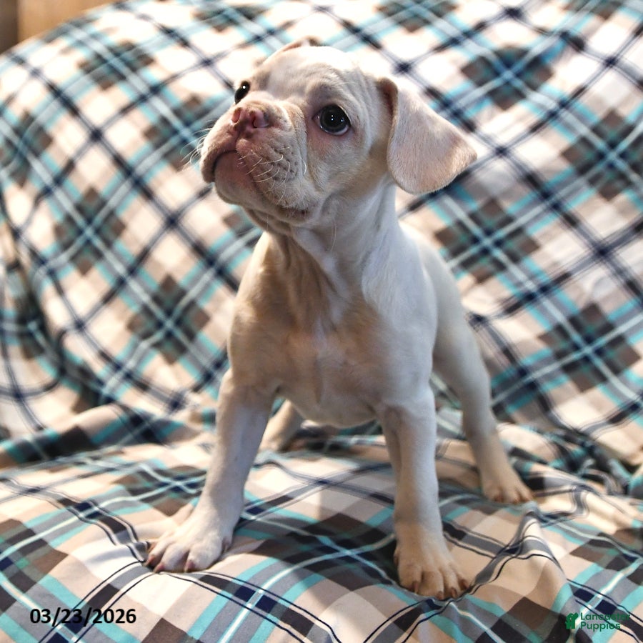 Frenchton dogs Silky - Ad 2