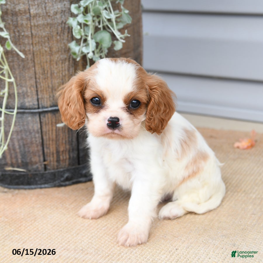 Cavalier King Charles Spaniel dogs Cricket - Ad 1