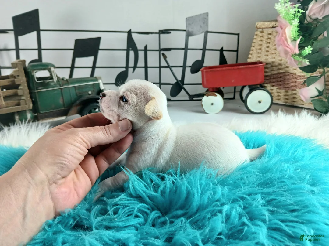 Chihuahua dogs for sale: Cece's white boy, NATIONWIDE DELIVERY  - Ad 2