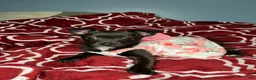 Chihuahua dogs for sale: 💞Chihuahua💞 - Ad 8