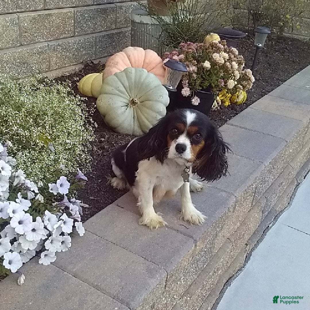 Cavapoo dogs for sale: Ollie - Ad 6