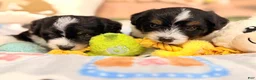 Mini Aussiedoodle dogs for sale: Chip - Ad 6