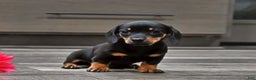 Miniature Dachshund dogs for sale: Joy - Ad 1