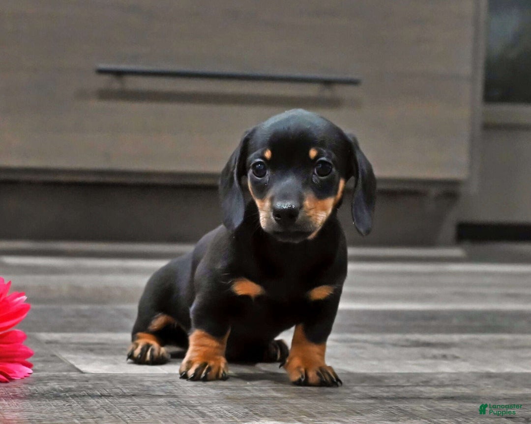 Miniature Dachshund dogs for sale: Joy - Ad 1