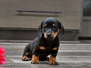 Miniature Dachshund dogs Joy - Ad 35