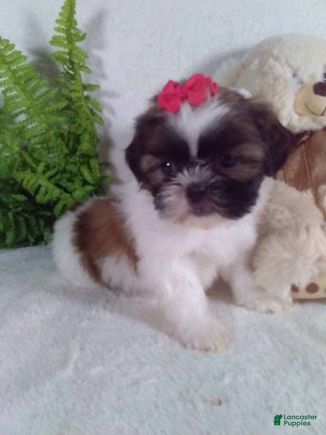 Shih Tzu dogs for sale: Candy - Ad 4