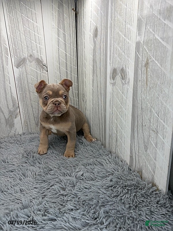 French Bulldog dogs Dior - Ad 1