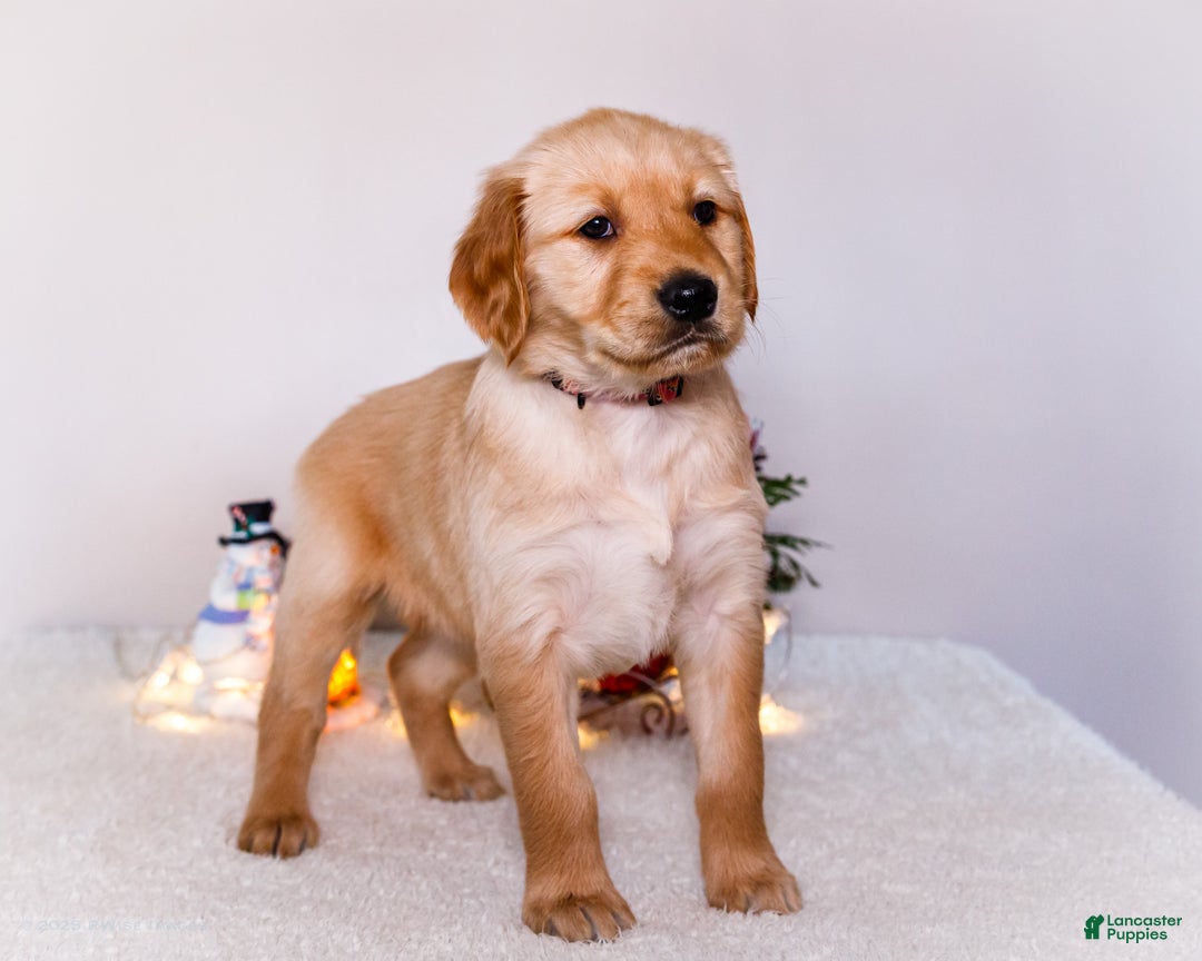 Golden Retriever dogs for sale: Jenny - Ad 12