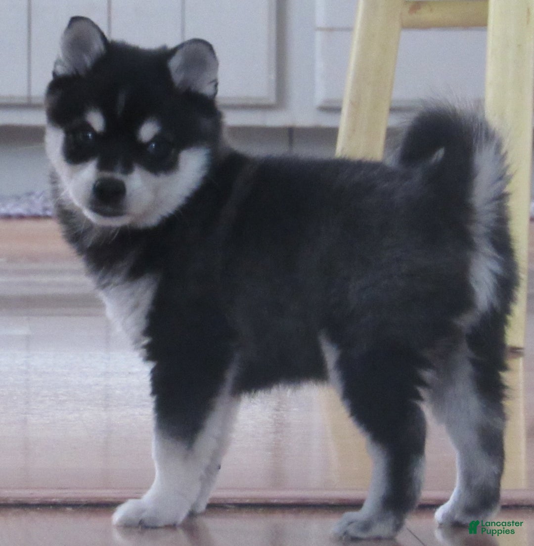 Alaskan Klee Kai dogs for sale: Buddy - Ad 1