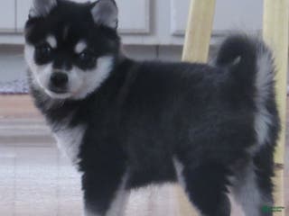 Alaskan Klee Kai dogs Buddy - Ad 5