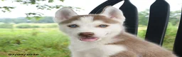 Siberian Husky dogs for sale: Nevada - Ad 5